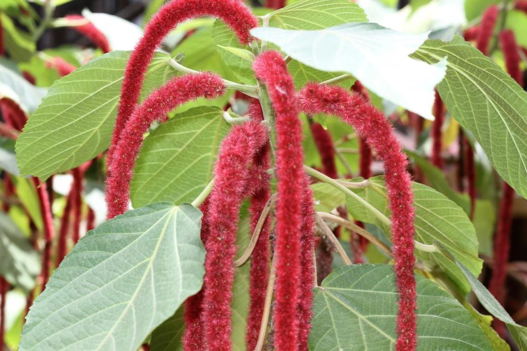 En hage utenfor mame trees