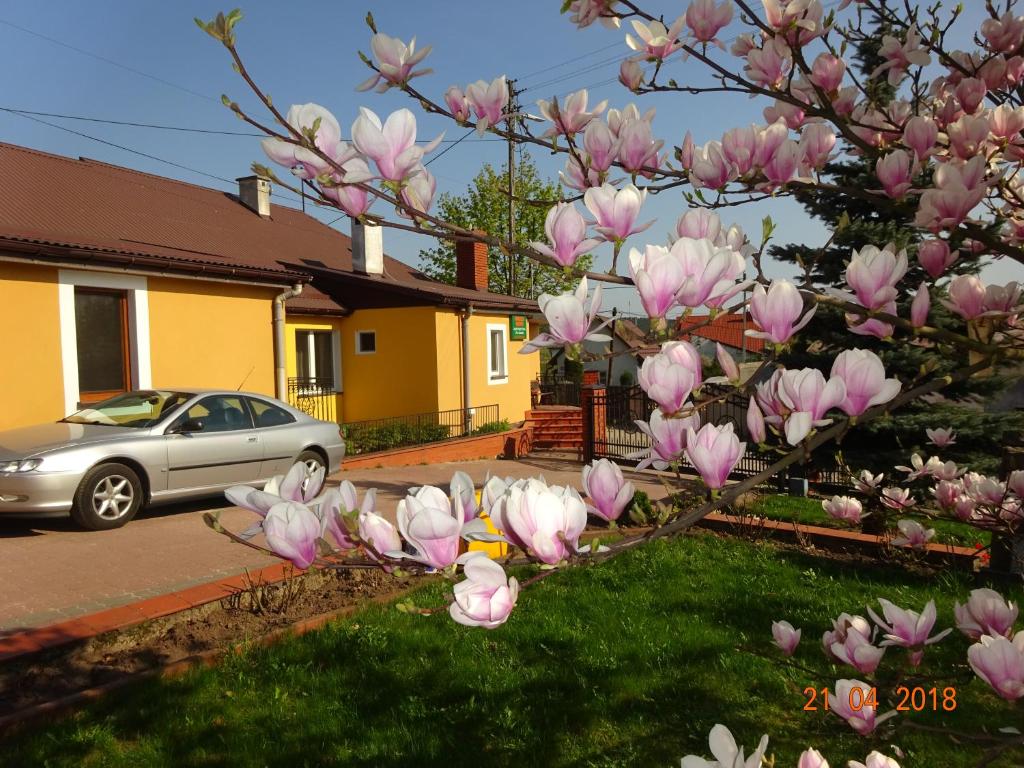 a magnolia tree in front of a house with a car at Agroturystyka Przy Świerku in Chęciny