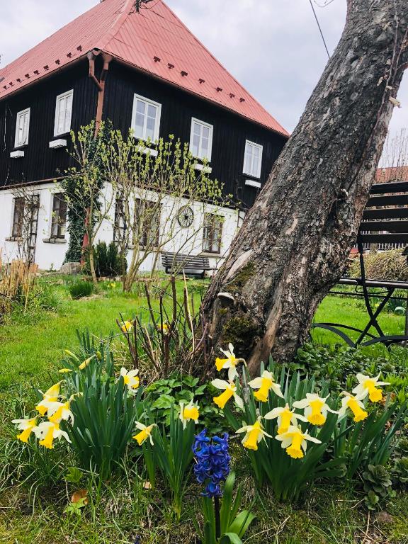 Zahrada ubytování Pension Laura
