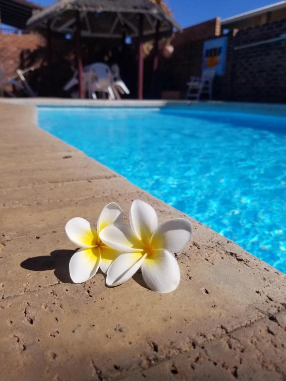 two white and yellow flowers sitting on the edge of a swimming pool at Villa Skywalk in Kalbarri