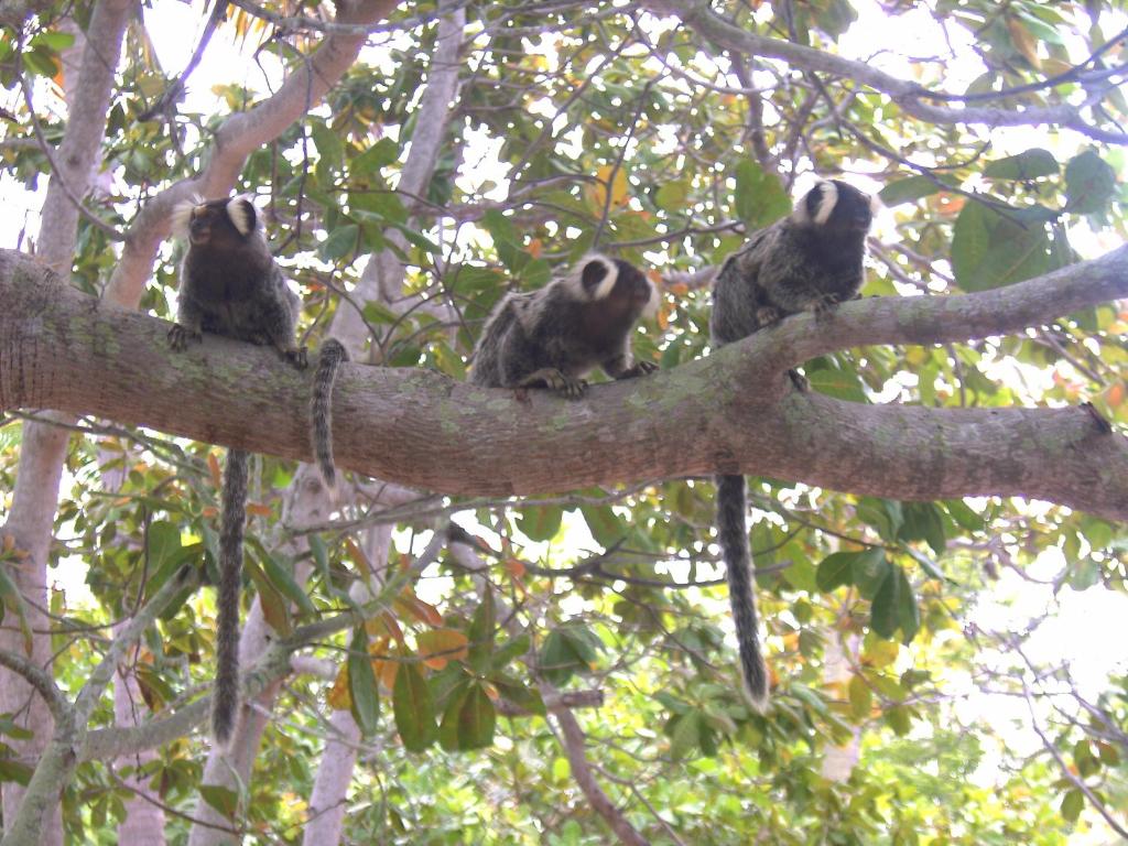  Ecolodge Batel Alagoas
