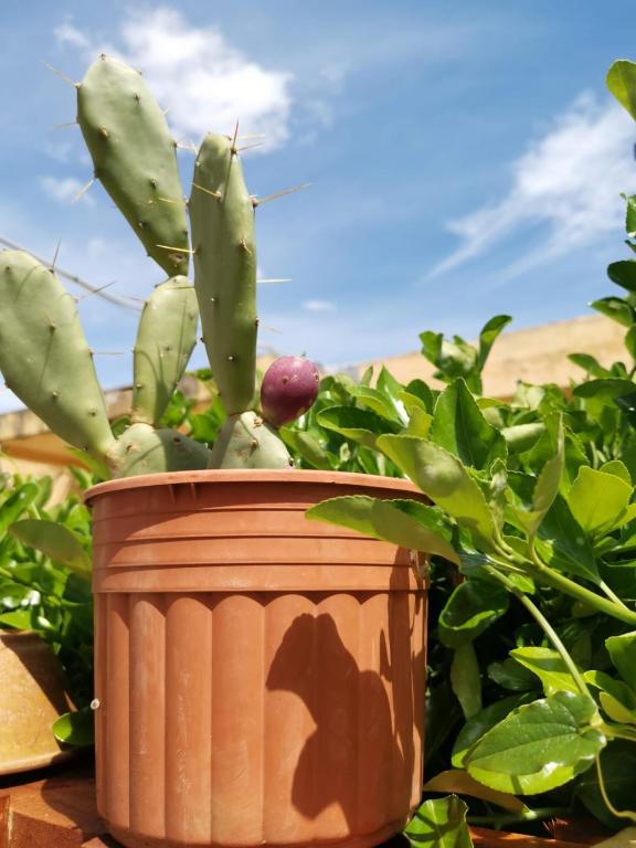 Zahrada ubytování B&B Scogli Bianchi