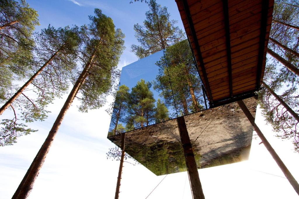 Blick auf den Himmel vom Boden auf Bäume in der Unterkunft Treehotel in Harads