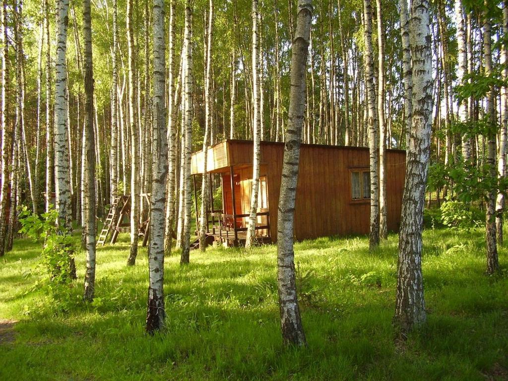 una cabaña en medio de un bosque de árboles en Domek w Borkowie, en Borkowo
