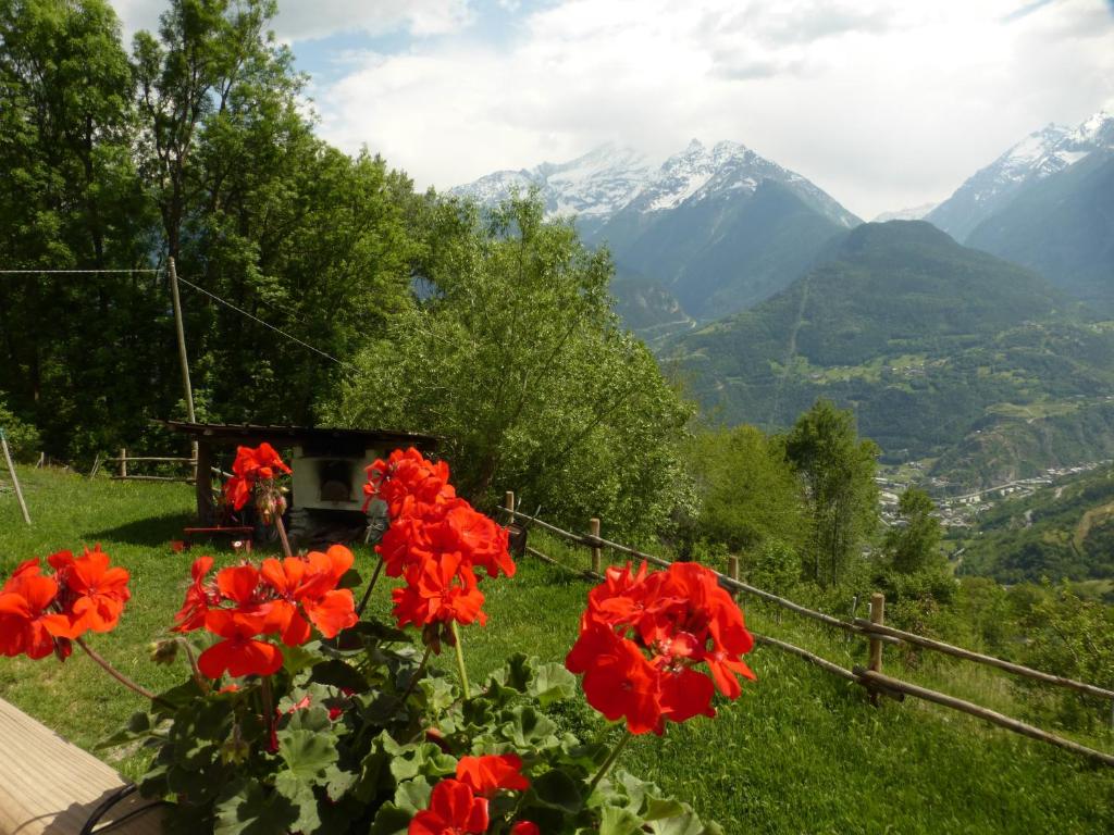 a group of red flowers in a field with mountains at La Cascina d'Orleans in Saint-Pierre