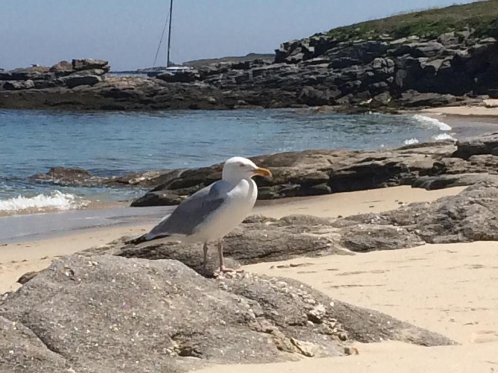 a seagull standing on a rock on the beach at Les jardins du vivier in Combrit