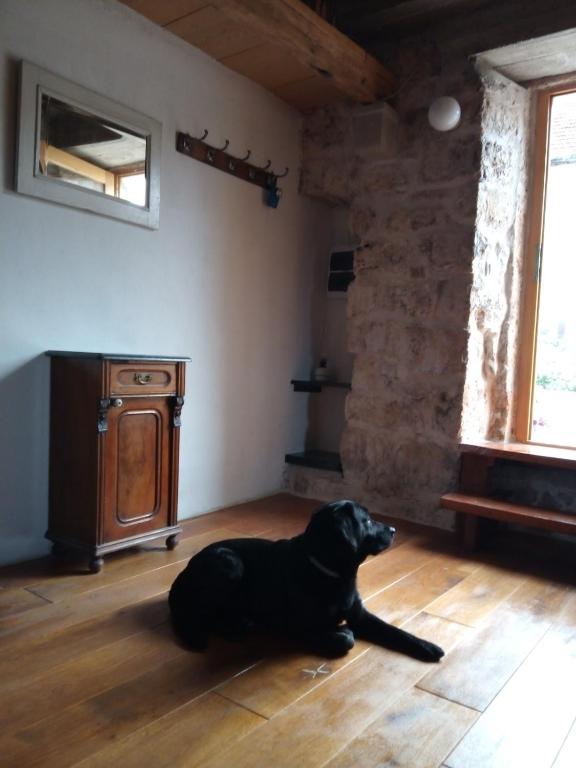 Domácí mazlíčci ubytovaní s hosty v ubytování Makina