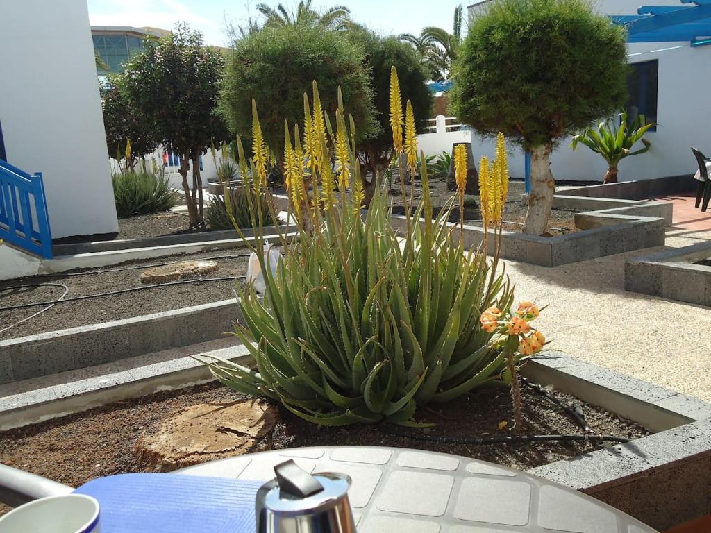 a succulent garden with yellow flowers in a courtyard at VV Apart 10A in Caleta De Fuste