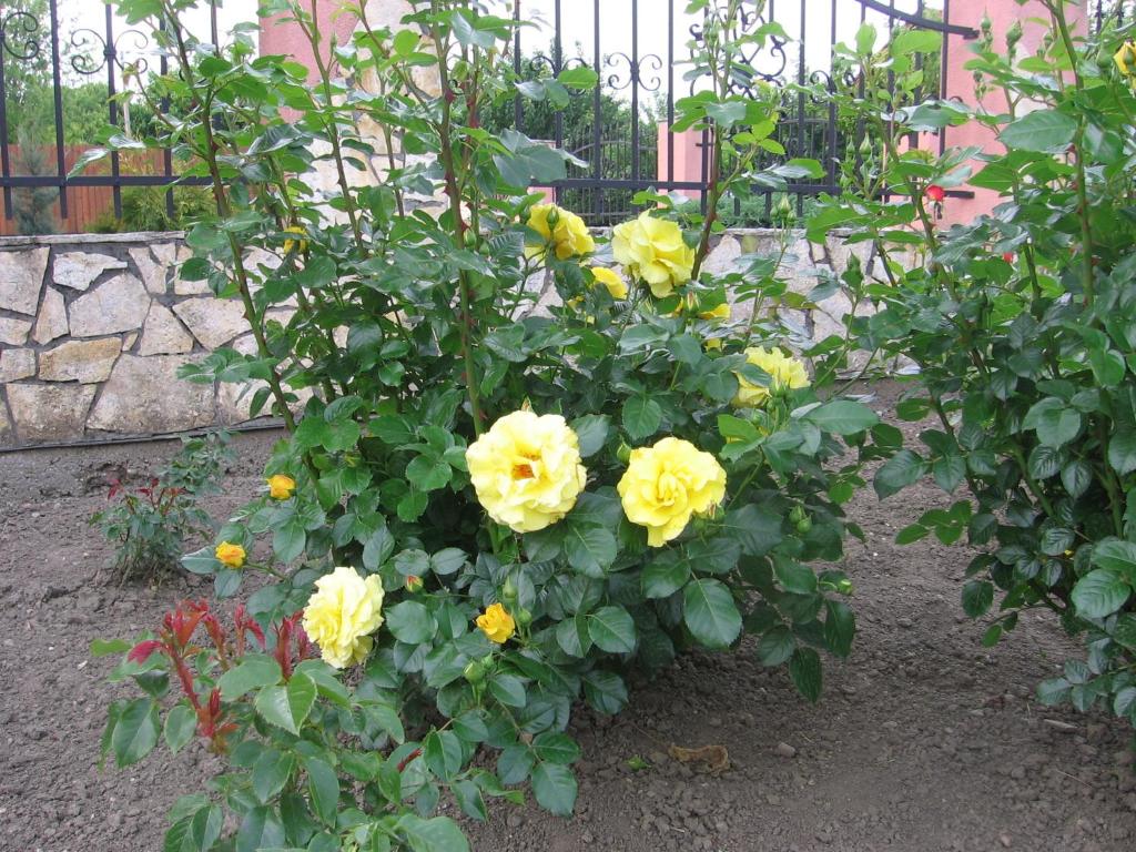 A garden outside Bodzavirág Apartman