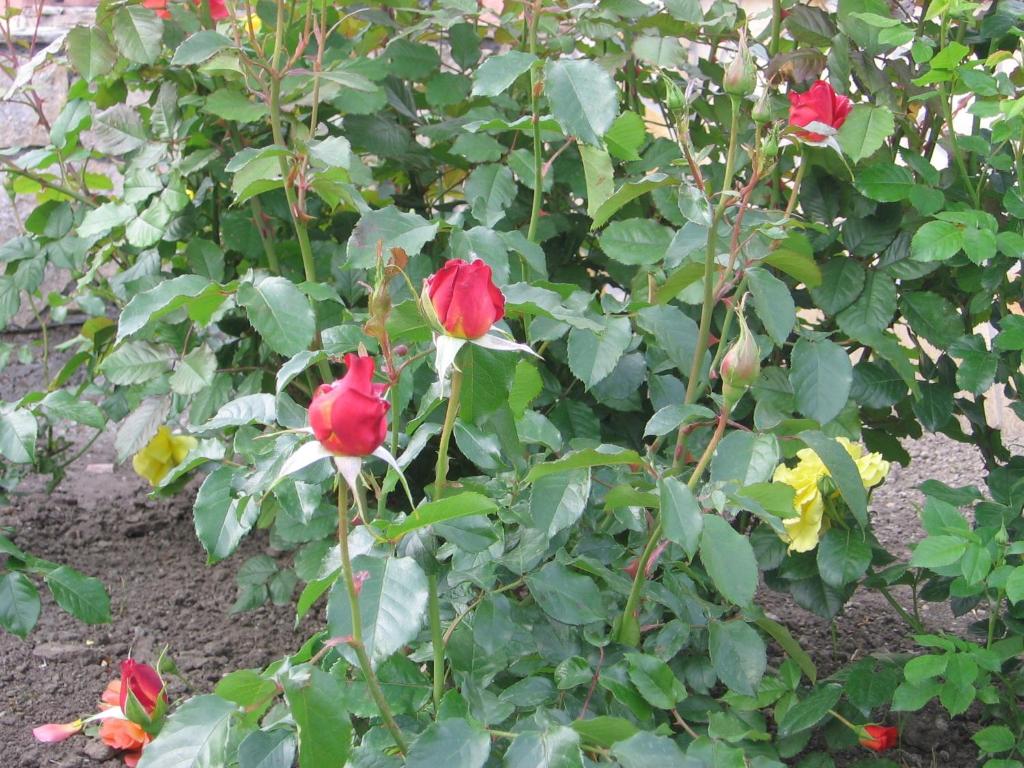 A garden outside Bodzavirág Apartman