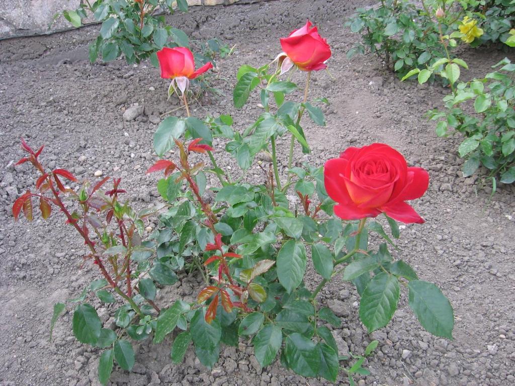 A garden outside Bodzavirág Apartman