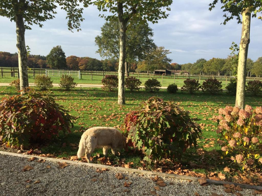 Zahrada ubytování haras du Vignault Le Bûcher