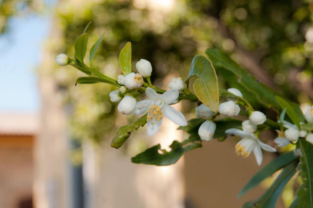 A garden outside Il Giardino Del Sole