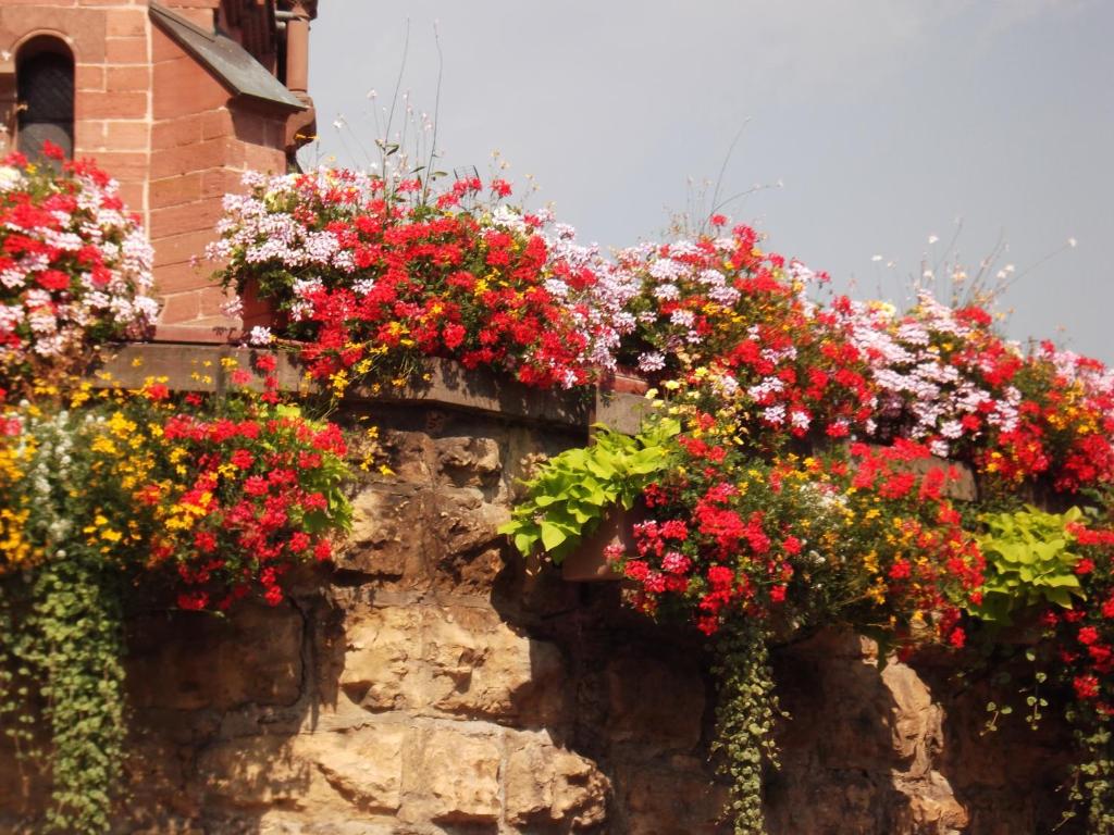 Zahrada ubytování James Vignoble Hôtel, Eguisheim