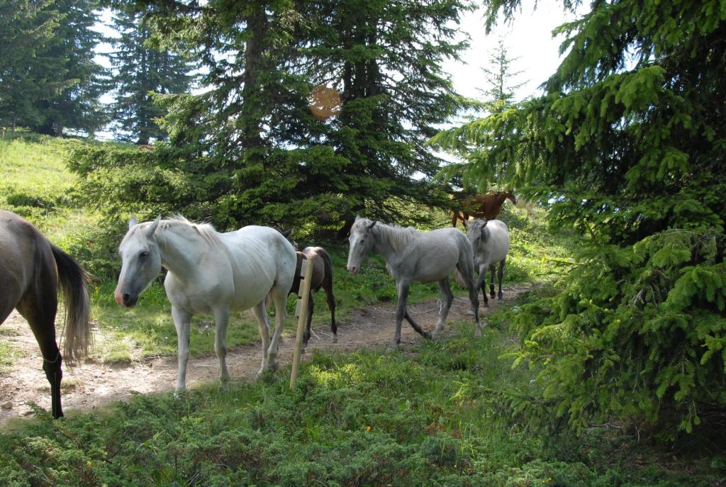 Fotografie z fotogalerie ubytování Hôtel Chalet Le Caribou v destinaci Les Saisies