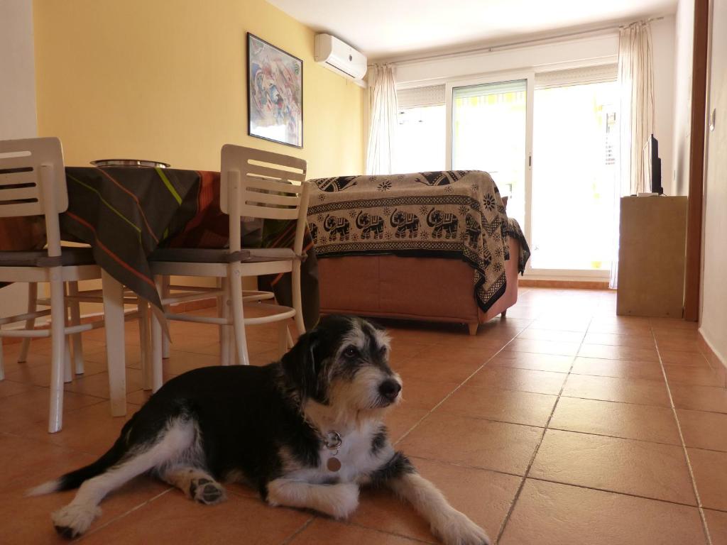 Domáce zviera alebo zvieratá hostí v ubytovaní Apartamento Pescadors