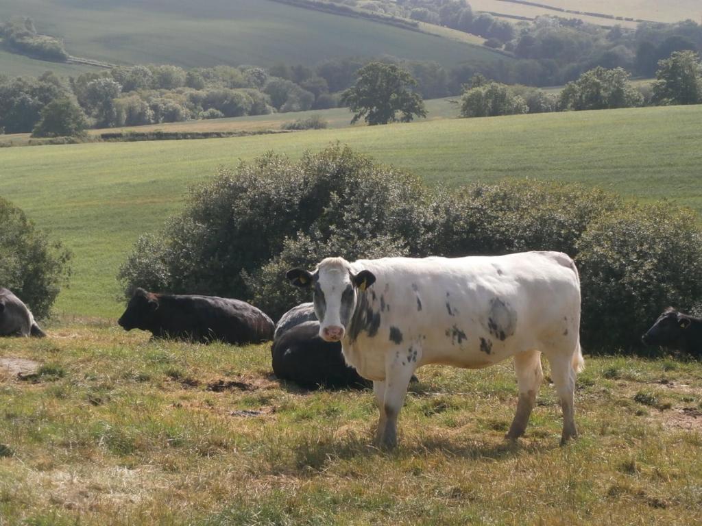 una vaca parada en el césped en un campo en Harepath Farm Cottages 1 en Exeter