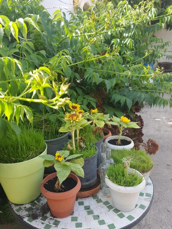 a group of potted plants sitting on a table at Aperi View in Karpathos