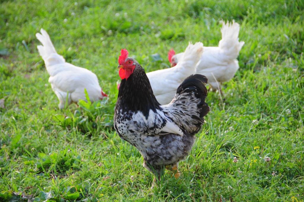 Zvieratá na farme alebo blízkom okolí