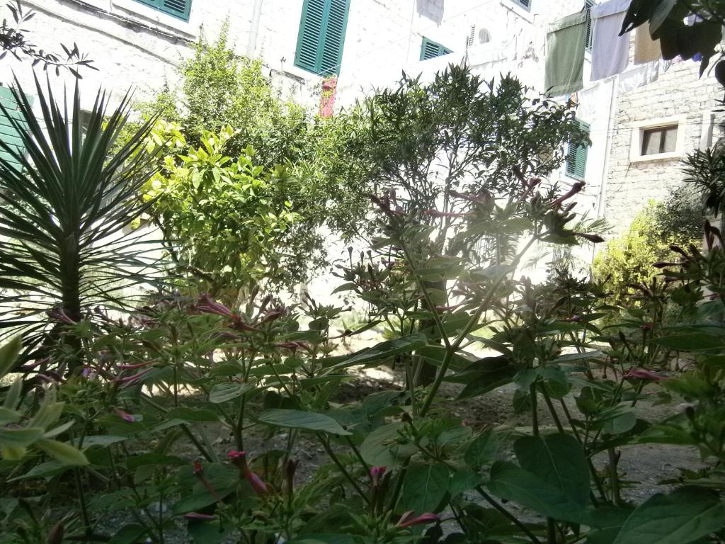 Rooms and Apartments Djanovic - 1