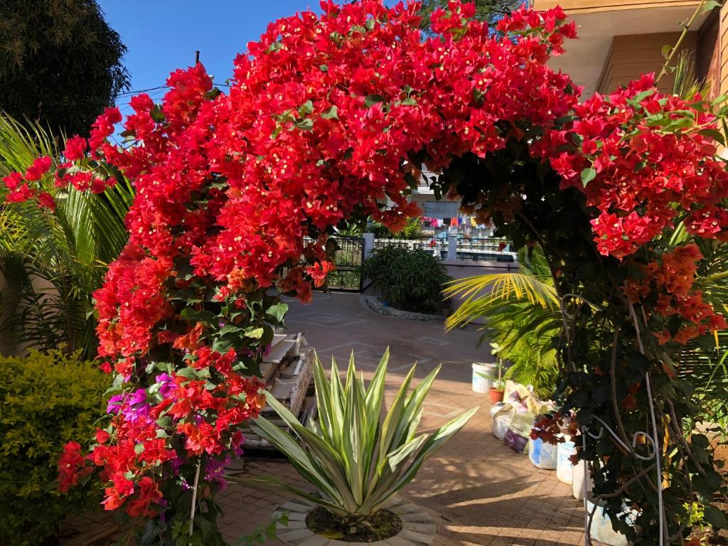 un bouquet de fleurs rouges dans un jardin dans l'établissement Lemon House, à Beau Bassin-Rose Hill