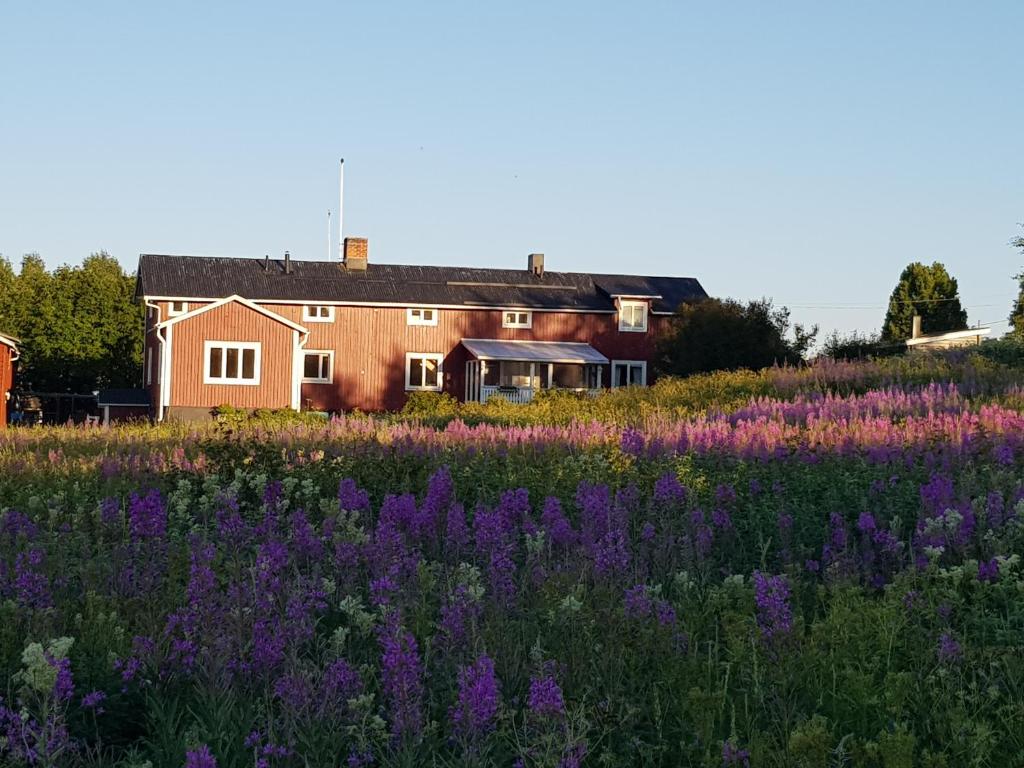 een huis in een veld met paarse bloemen bij The Friendly Moose in Övertorneå