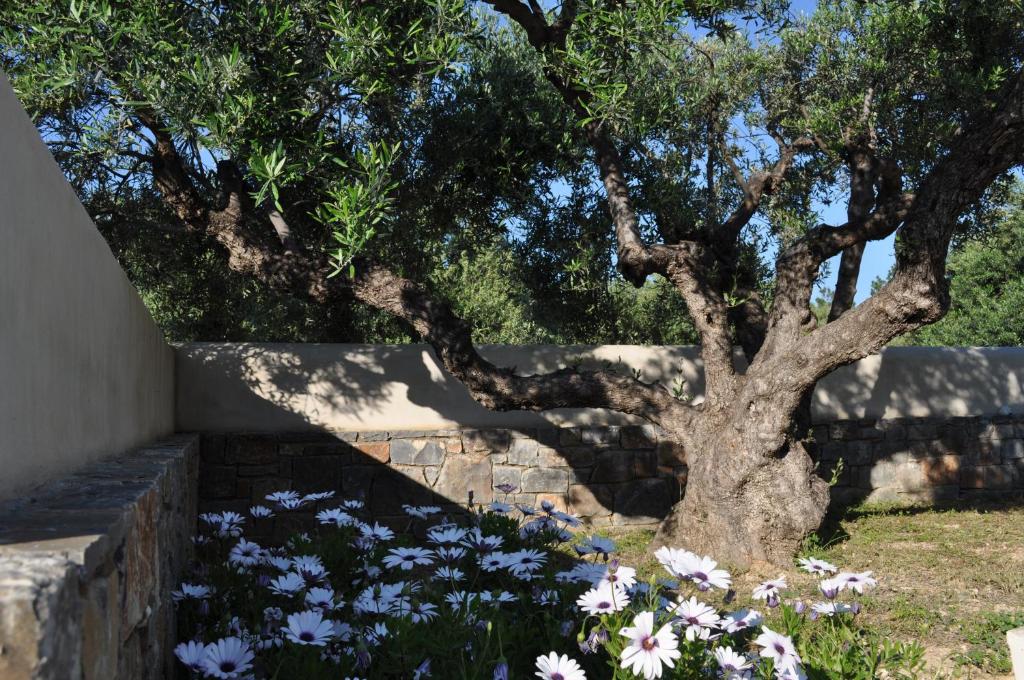 A garden outside Nefeli Villas