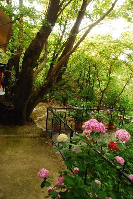 Zahrada ubytování Parselia Rooms