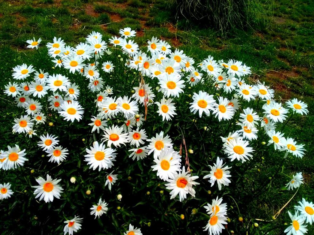 un montón de flores blancas en el césped en Cabañas Sehuen en Uspallata