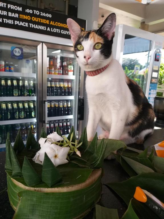 Domácí mazlíčci ubytovaní s hosty v ubytování Us hostel samui