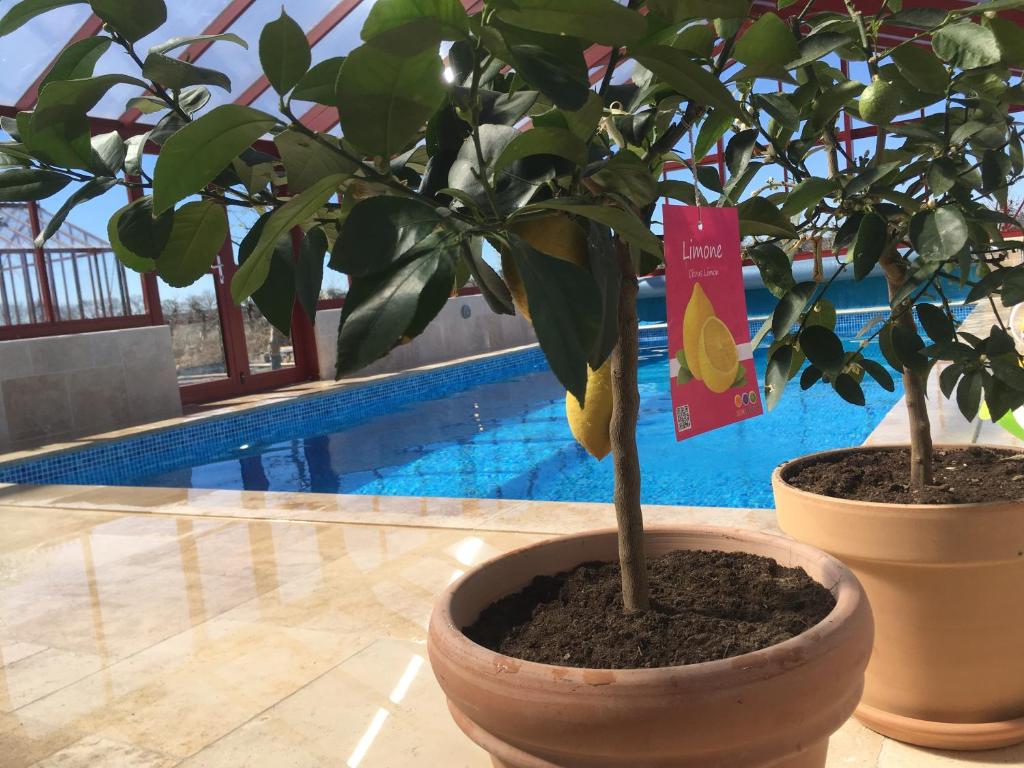 two potted trees sitting on a table next to a pool at Kastanjegården på Stenshuvud in Kivik