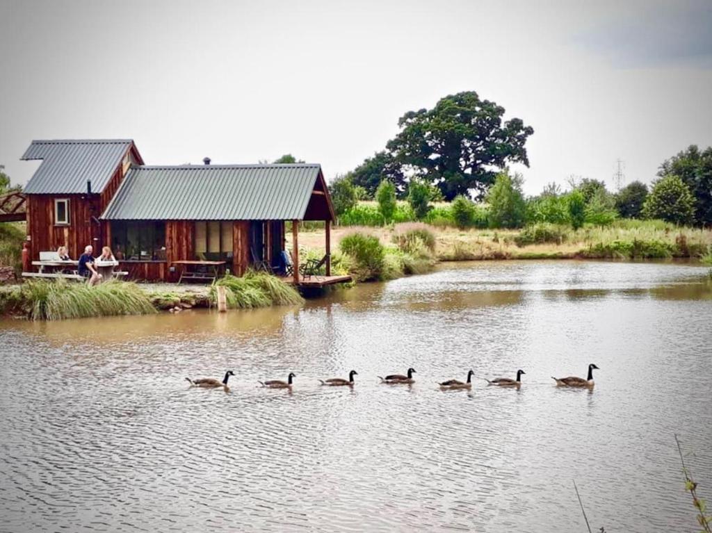 a group of ducks in the water near a cabin at The Lake House @ Langford Court in Cullompton