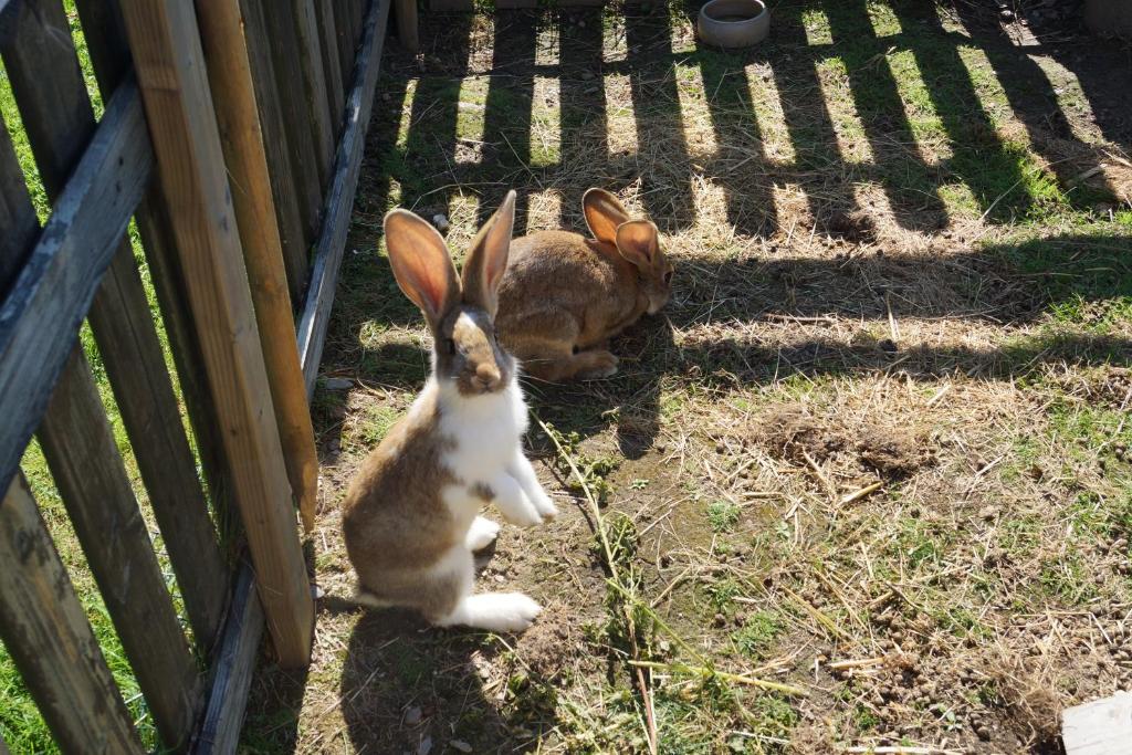 Zvieratá na farme alebo blízkom okolí