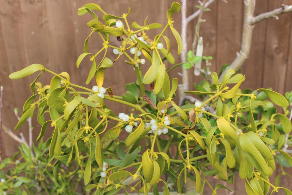 Zahrada ubytování Mistletoe Cottage