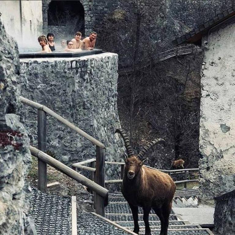 Animales en el hotel o alrededores