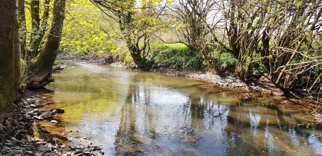 a stream in a wooded area with trees and water at Kingsley Cottage in Beaworthy