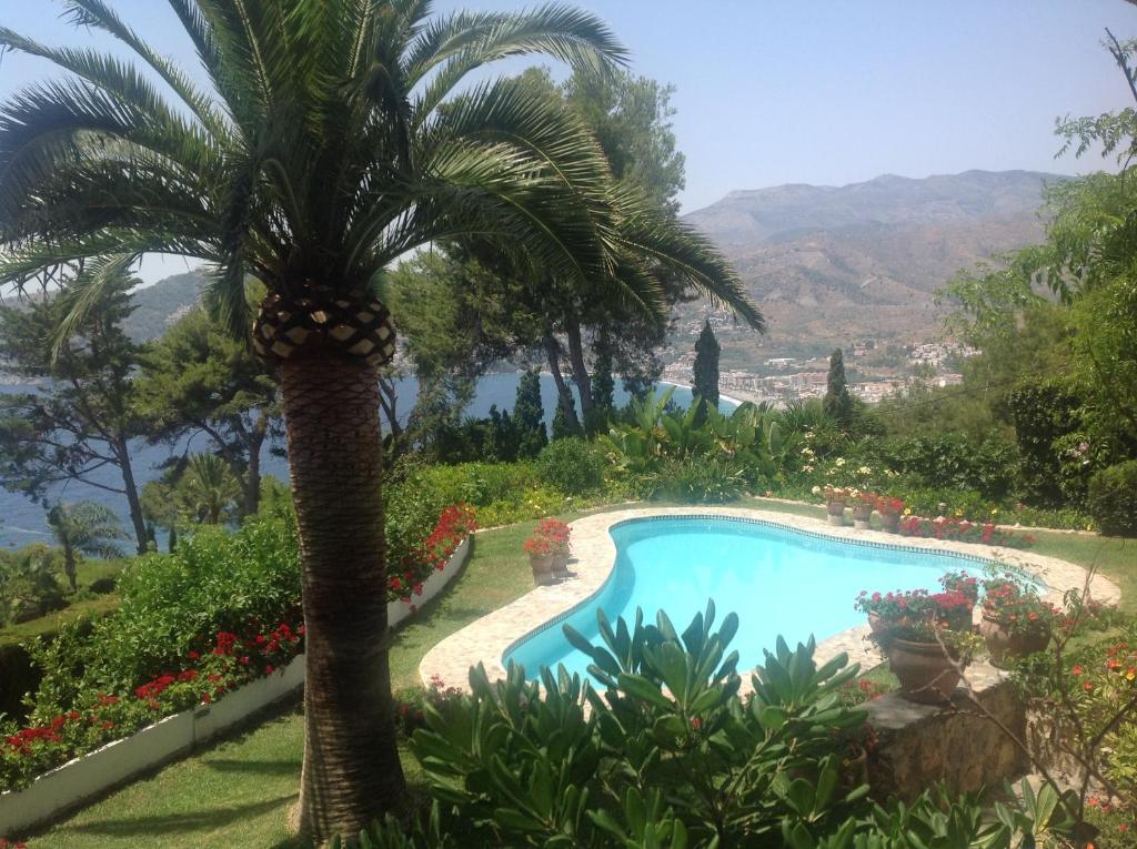 a palm tree next to a swimming pool at villaquinta in La Herradura