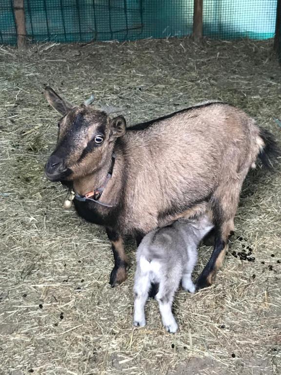 Zvieratá na farme alebo blízkom okolí