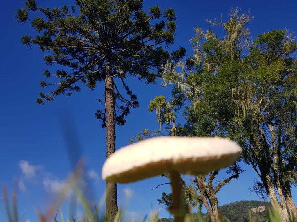  Sítio Rancho crioulo
