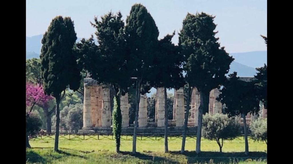 a large tree in the middle of a grassy field at Abaton in Paestum
