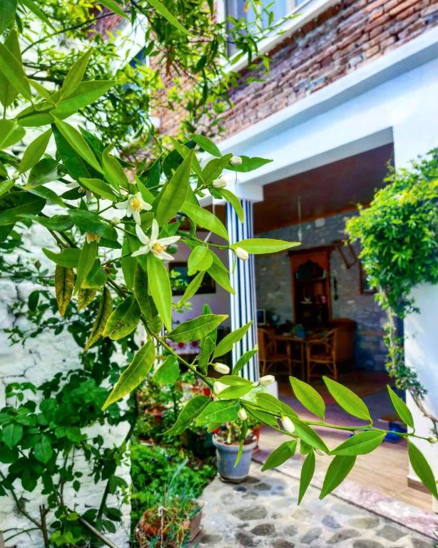 Zahrada ubytování Private Apartment Elbasan Historic Center