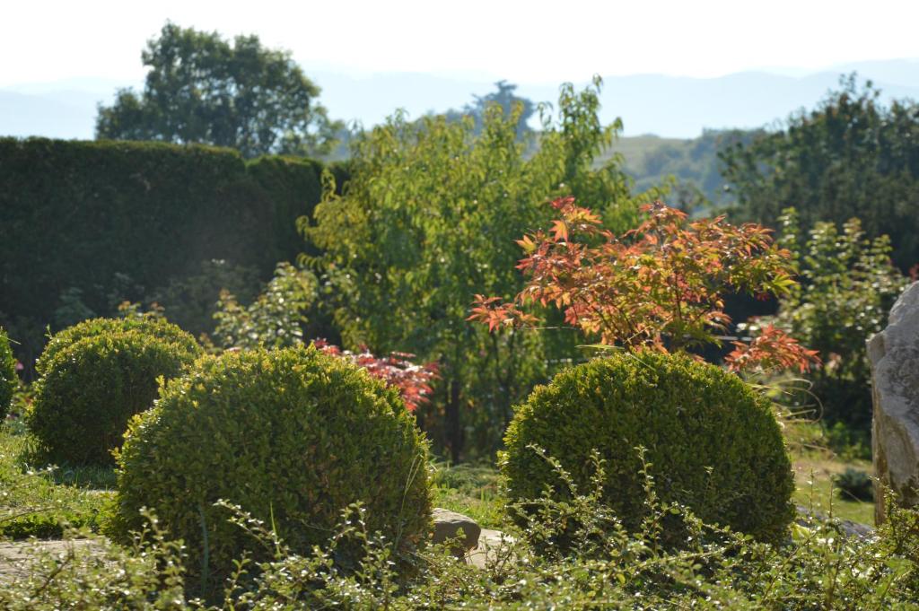 Zahrada ubytování MAPLE place