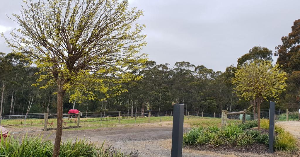 a tree in a field with a fence at Lockleigh Park in Lebrina