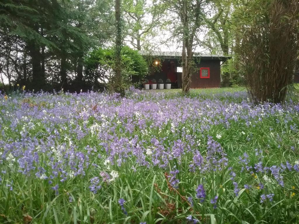 Caban Cwtch في Cenarth: حقل من الزهور الأرجوانية أمام المنزل