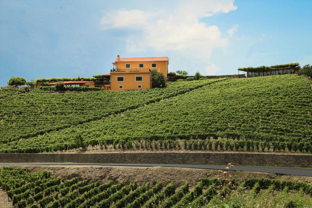 a house on top of a hill with vines at Casa da Seara in Casal de Loivos