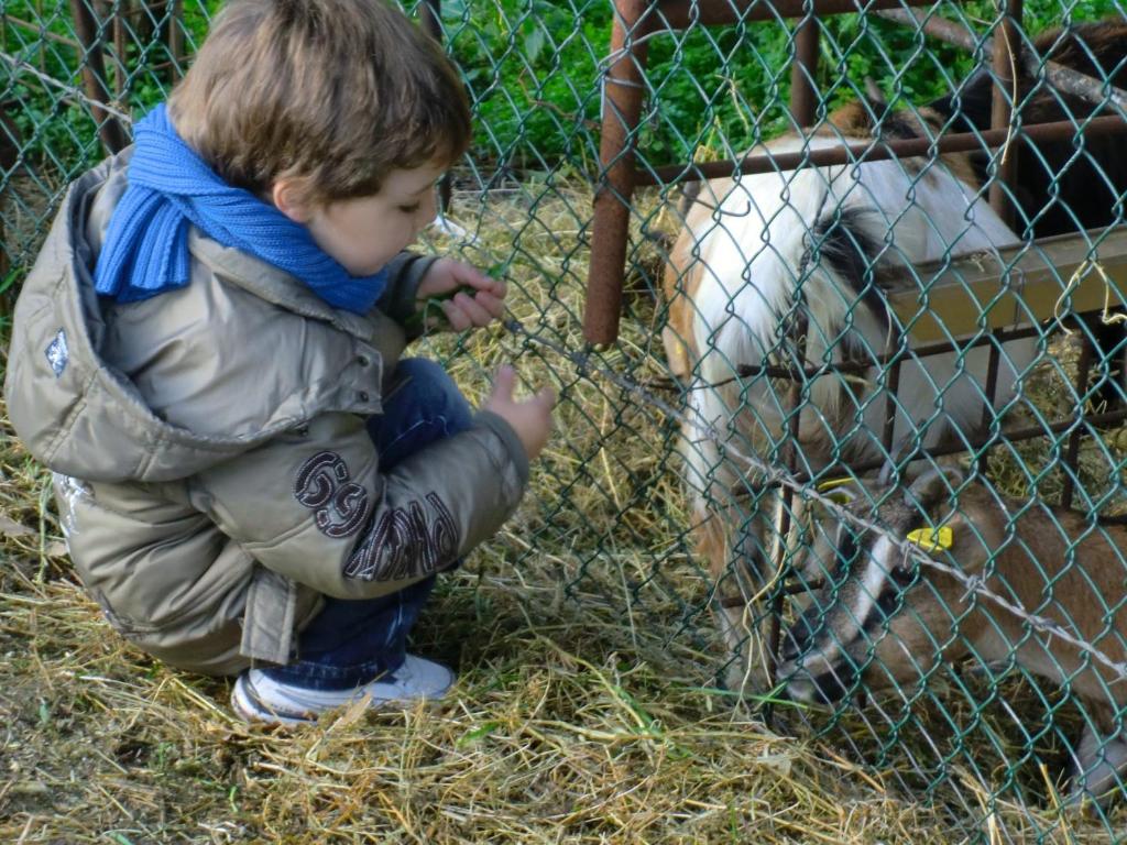 Zvířata v venkovského domu nebo okolí
