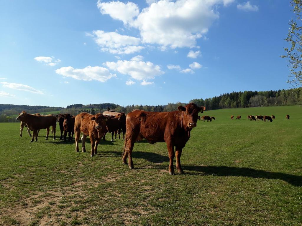 Zvířata v prázdninového domu nebo okolí