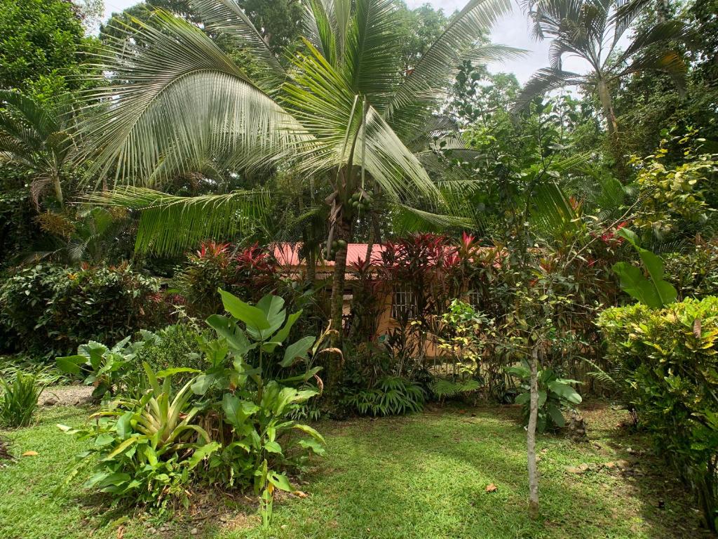 a garden with a palm tree and other plants at Luna Caribeña Village in Puerto Viejo