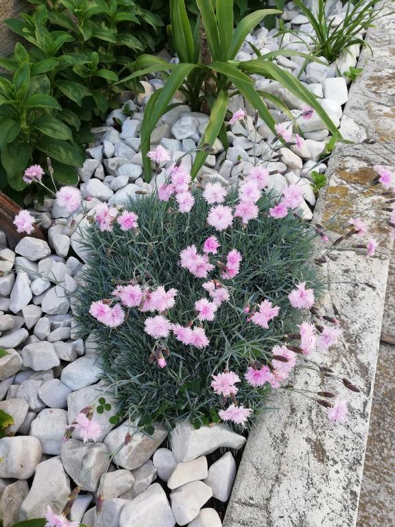 Um jardim no exterior de Apartman 1