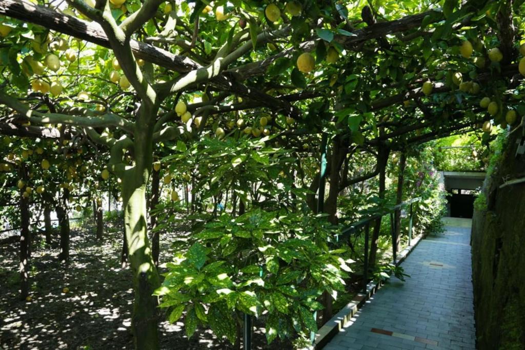 een pad door een tuin met citrusbomen bij Il rifugio di Elena in Maiori